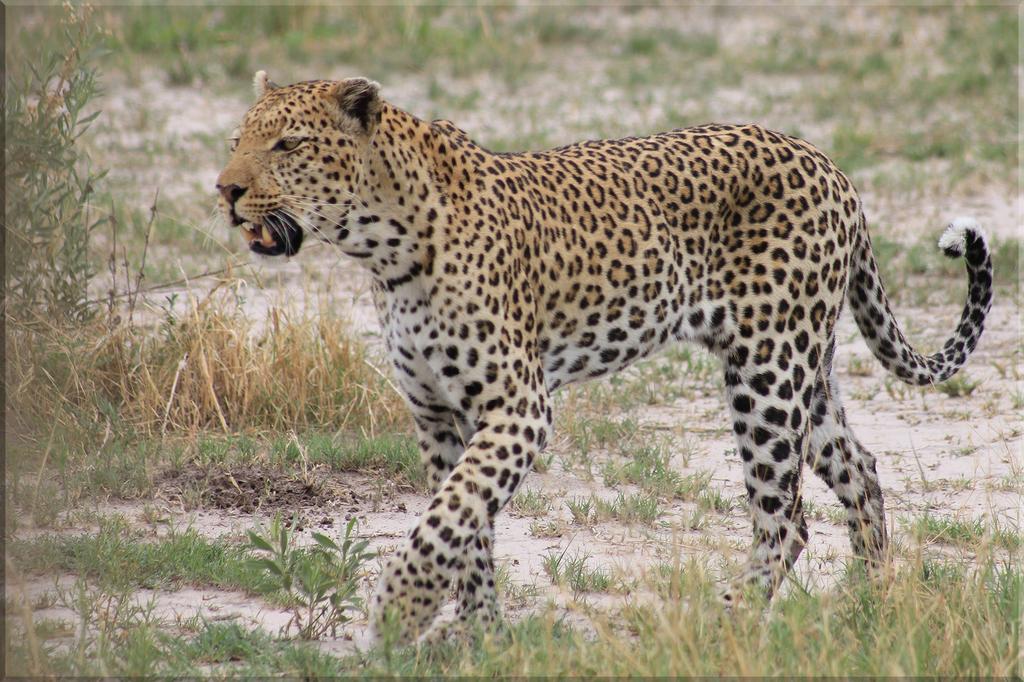 Leopard.jpg