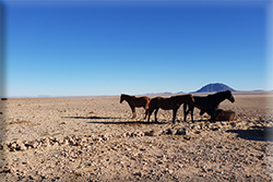 Wild Mustangs at Garub