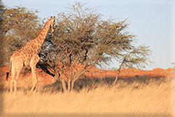 Giraffe in Kalahari