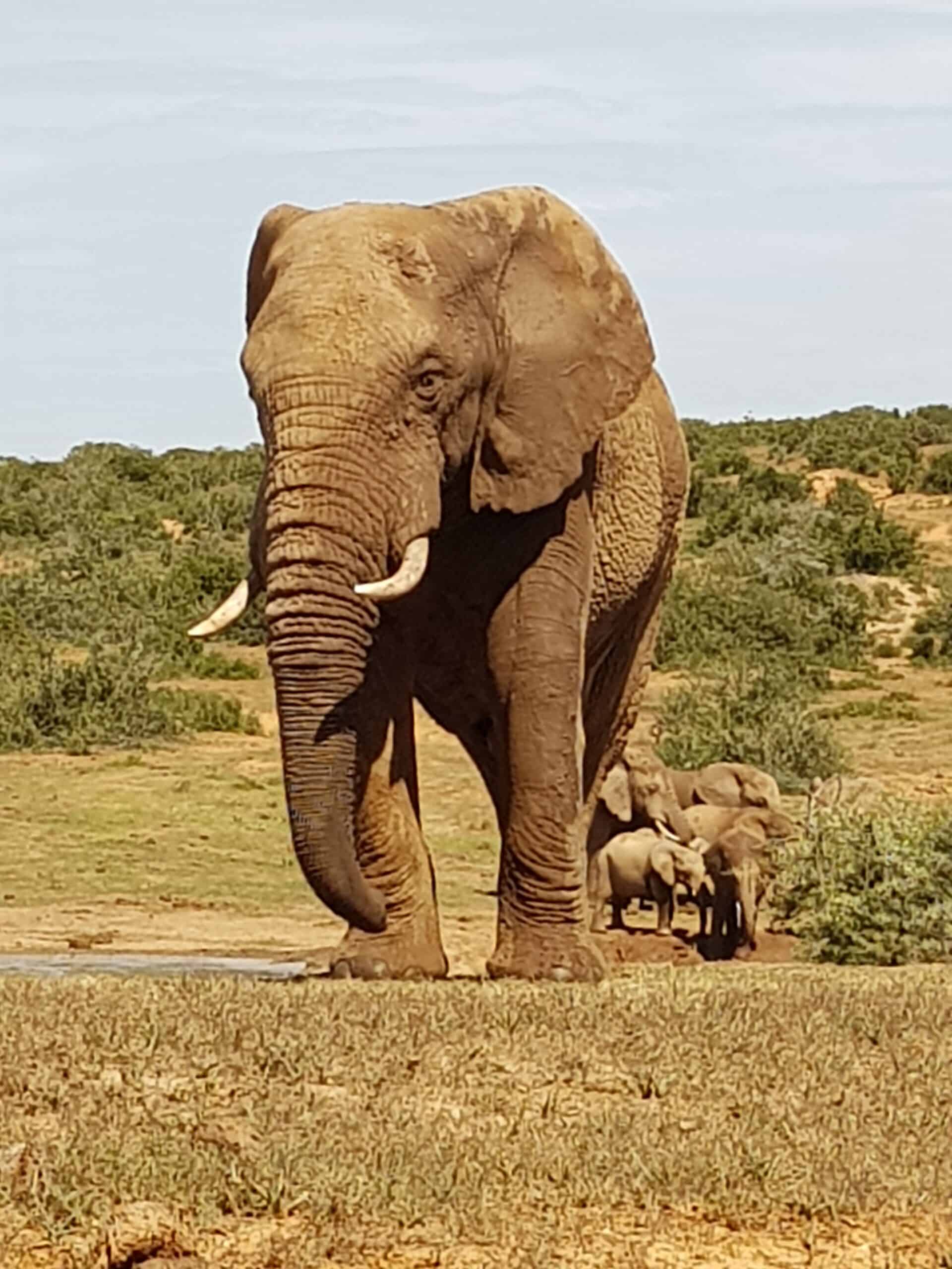 Addo7