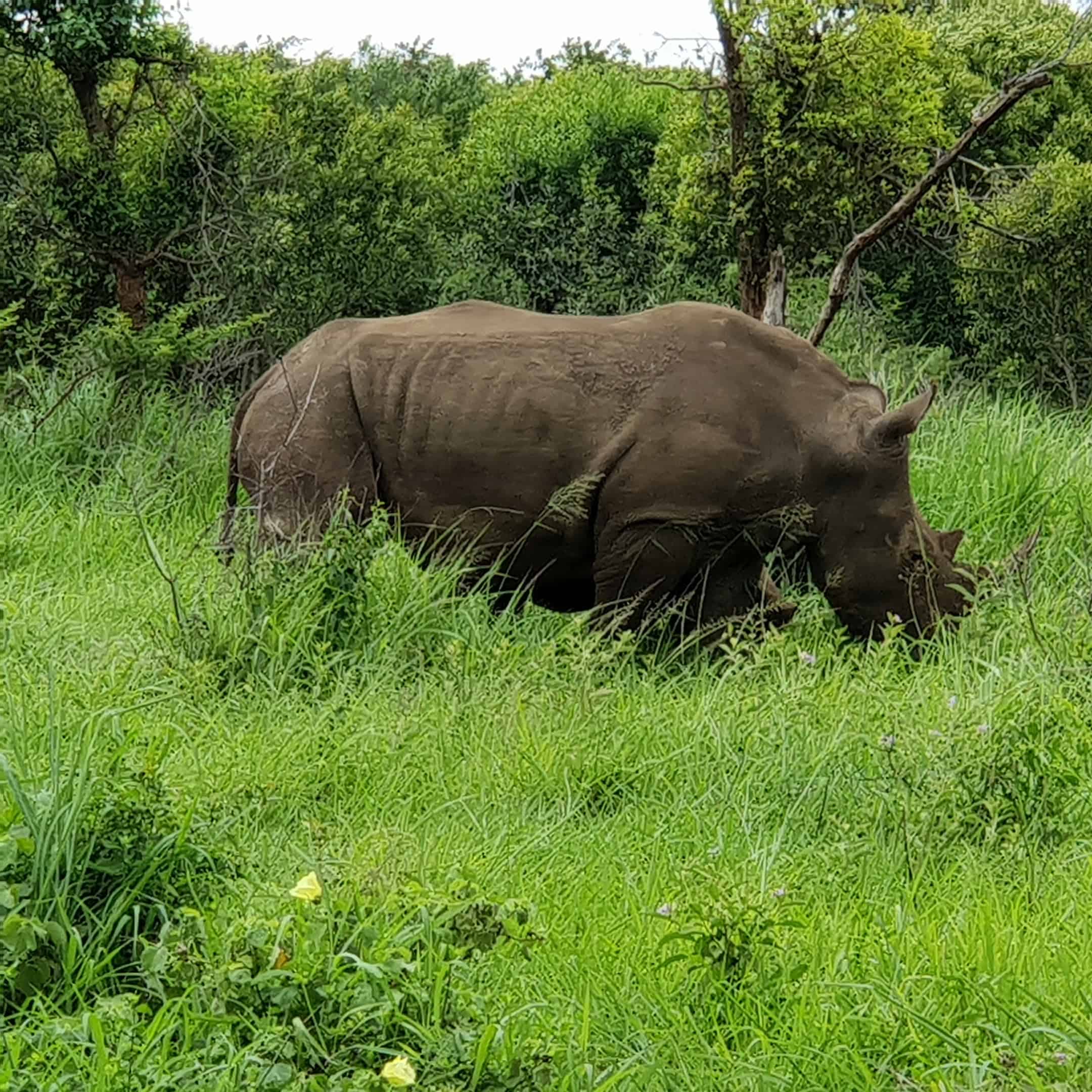Hluhluwe102