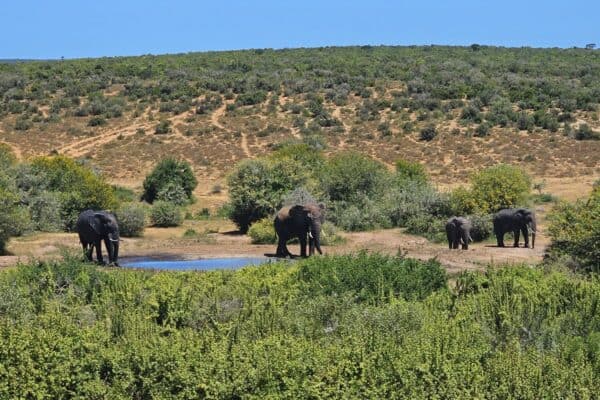 Addo 20241225