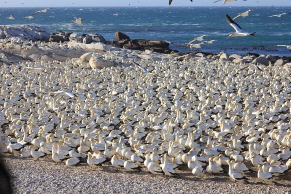 Cape Gannets