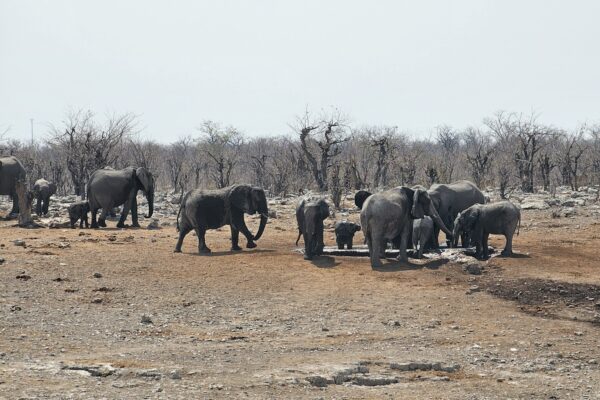 Etosha Elephants