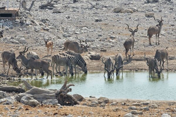 Etosha Waterhole