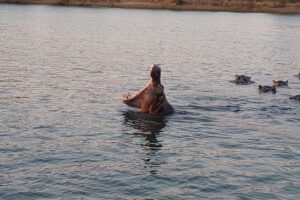 Hippo Hippo
