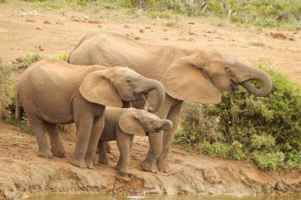 Addo Elephants