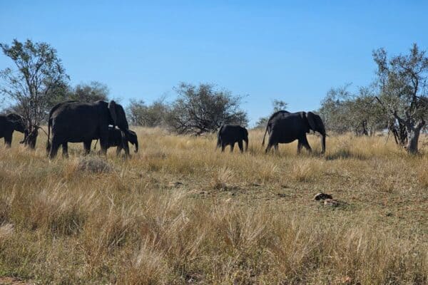 KNP Elephants 1