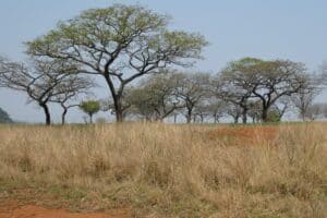 Landscape Landscape