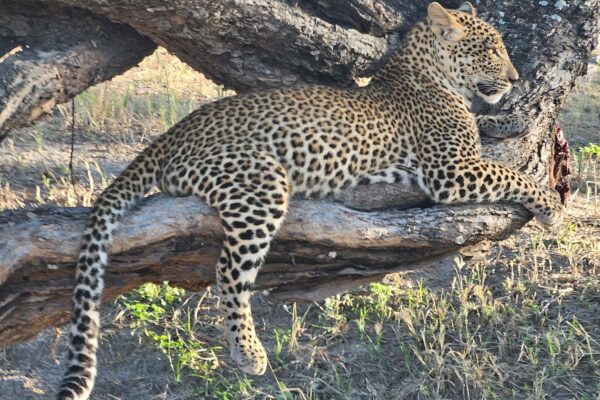 Leopard