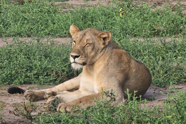 Liwonde Lion