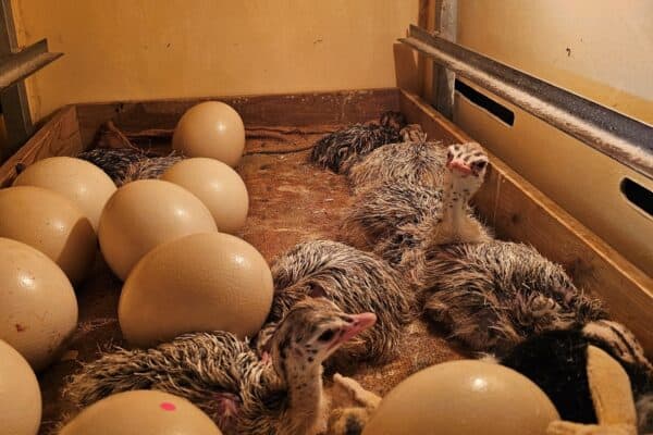 Ostrich Hatchery