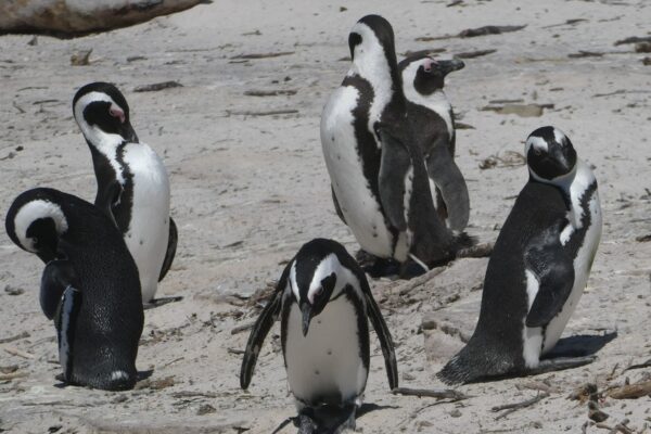Penquins
