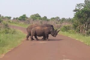 Rhino2 Rhino2