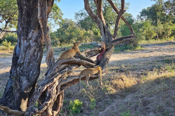 South Luangwa Leopard