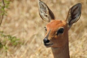 Impala Impala