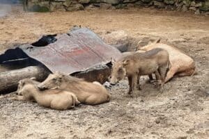 Warthogs Warthogs