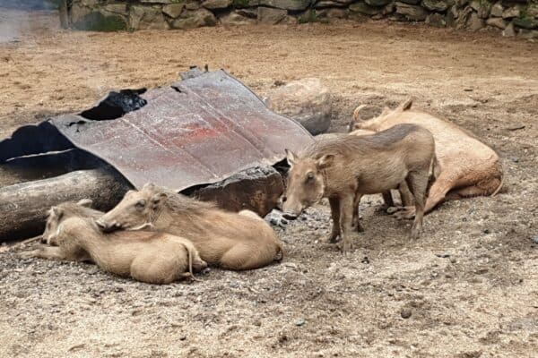 Warthogs