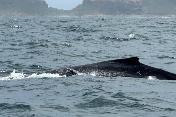 Whale