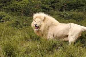 White Lion White Lion