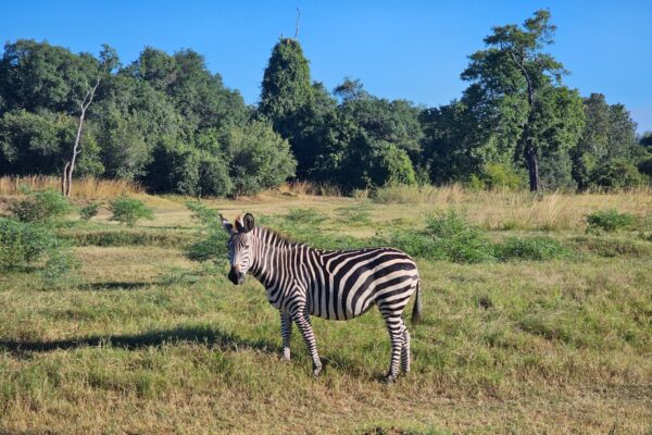 Zebra