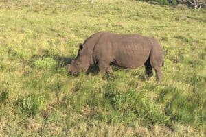 Cape Vidal Rhino Cape Vidal Rhino
