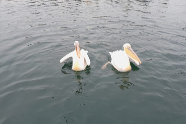 Pelicans